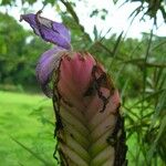 Wallisia anceps Cvet