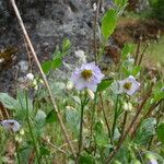 Solanum umbelliferum ᱛᱟᱦᱮᱸ