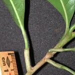 Chrysophyllum venezuelanense Corteza