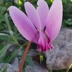 Cyclamen hederifoliumFlor