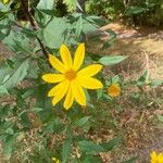 Helianthus divaricatus Квітка