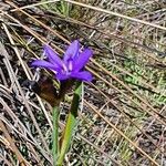 Aristea abyssinica Хабит