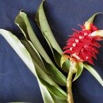Costus montanus Flower