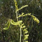 Astragalus pelecinus Sonstige