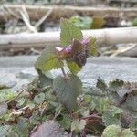 Lamium hybridumLeaf