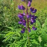 Lupinus perennis Blomma