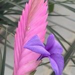 Tillandsia guatemalensisFlower