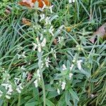 Stachys recta Flower