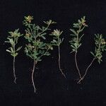 Crotalaria medicaginea موطن