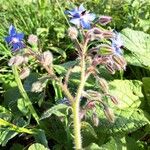 Borago officinalis Květ