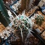 Pachycereus pecten-aboriginum Hoja