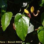 Aristolochia altissima Blodyn