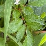 Astilbe rubra Leaf