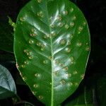 Coccoloba diversifolia Φύλλο