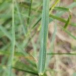 Dichanthium annulatum 葉