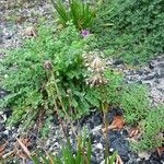 Allium angulosum Froito