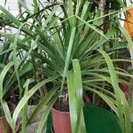 Dracaena draco Ліст