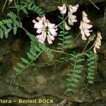 Vicia sylvatica Autre