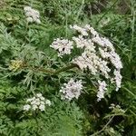 Daucus edulis Flower