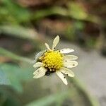 Tridax procumbensFlower