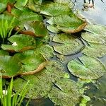 Nymphaea alba पत्ता