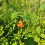 Impatiens capensis Kvet