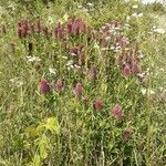 Trifolium rubensFlor