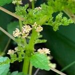 Pilea pumila Flor