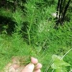 Asparagus tenuifolius Leaf