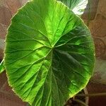 Begonia nepalensis List