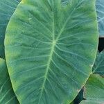 Colocasia esculenta葉