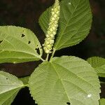 Acalypha schiedeana Лист