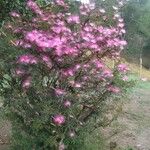 Calliandra selloi Fiore