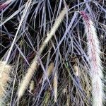 Pennisetum pedicellatum Blomma