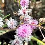 Mimosa bifurca Flor