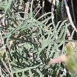 Crupina crupinastrum Leaf