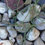 Polygonum raii その他の提案