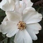 Rosa sempervirens 花