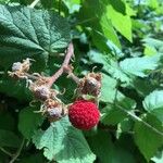 Rubus parviflorus Fruit