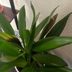 Dracaena braunii叶