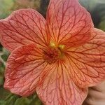 Abutilon striatum Flower