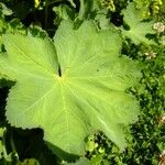 Alchemilla coriacea Muu