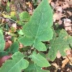 Polymnia canadensis Leaf