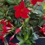 Mandevilla sanderiFlower