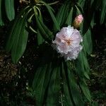 Rhododendron × geraldii Flower