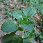 Chrysosplenium oppositifolium Folha