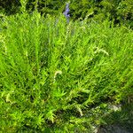 Scutellaria baicalensis Hábito