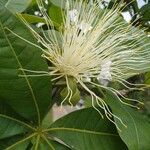 Pachira glabra Flower