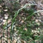 Deschampsia flexuosa Blüte