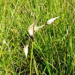 Eriophorum latifolium Blüte